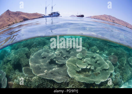 Eine schöne noch zerbrechlich Coral Reef wächst in den Untiefen der Komodo National Park, Indonesia. Die Gegend ist für ihre Drachen und Korallenriffe bekannt. Stockfoto