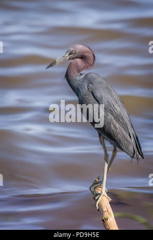 Ein wenig Blue Heron (Egretta caerulea) thront ona Zweig, das aus einem Seeufer Stockfoto