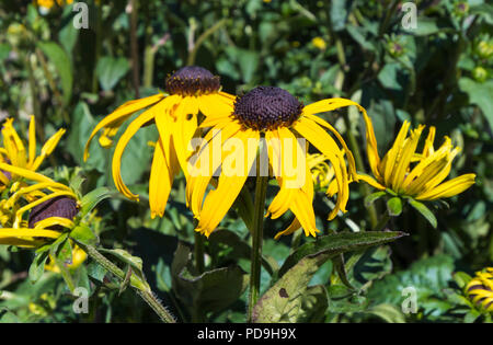 Rudbeckia fulgida var. sullivantii 'Goldsturm' Blume (Coneflower 'Goldsturm' oder Black-Eyed Susan) im Sommer in West Sussex, England, UK. Stockfoto