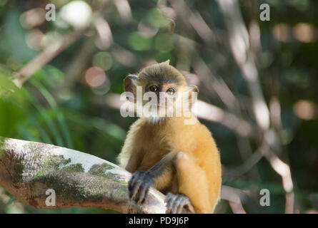 Baby Blattsilber monkey Labuk Bay Sabah Borneo Malaysia Föderation Stockfoto