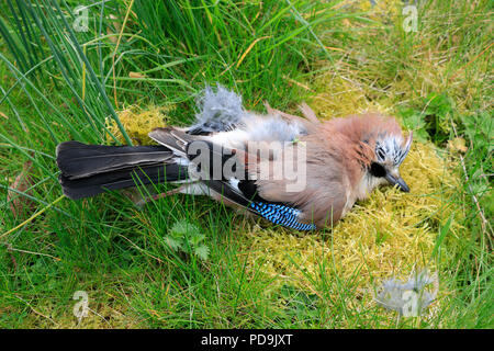 Eurasischer eichelhäher, Garrulus glandarius, buntes Gefieder. Vogel gefangen und getötet von Hauskatze im Garten. Stockfoto