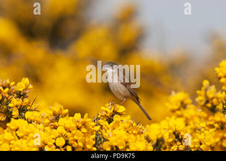 Common Whitethroat, Sylvia communis, Alleinstehenden thront auf ginster Bush. Mai. Minsmere, Suffolk, Großbritannien. Stockfoto