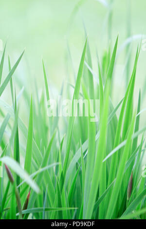 Iris (Iris), Blätter, Detail, Kroatien Stockfoto