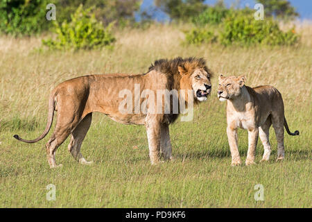 Löwen (Panthera leo), passende Paar, Masai Mara, Narok County, Kenia Stockfoto