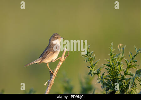 Common Whitethroat (Sylvia communis), auf Branche, Region Pleven, Bulgarien Stockfoto