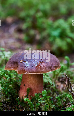 Gepunktete Stammzellen (bolete Neoboletus erythropus), Gurktaler, Kärnten, Österreich Stockfoto