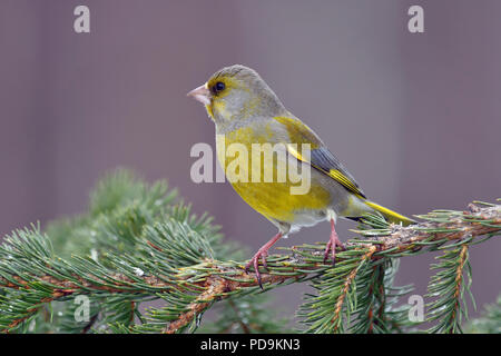 Europäische grünfink (Chloris Chloris), männlich im bräutlichen Gefieder, sitzt auf Zweig, Kuusamo, Finnland Stockfoto