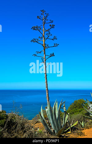Jahrhundert Agave (Agave americana), Blume, Cabo de Gata-Nijar Naturpark, Provinz Almeria, Andalusien, Spanien Stockfoto