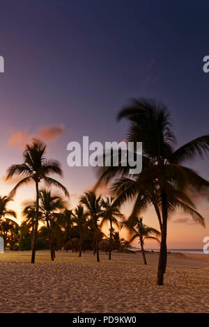 Sonnenuntergang am Strand mit Palmen, Playa Bavaro, Punta Cana, Dominikanische Republik Stockfoto