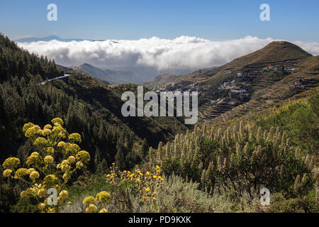 Blick in den Barranco Hondo de Abajo, in der Nähe von Juncalillo, der Addierer (Echium) und riesige Fenchel (Ferula communis), Handel wind Stockfoto