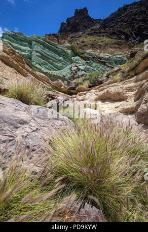 Türkisfarbener rock Layer los Azulejos de Veneguera, Neunauge, Gras (Pennisetum alopecuroides), Mogan, Gran Canaria Stockfoto