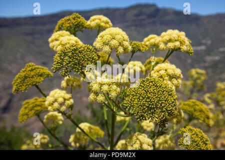 Gelbe Blüte Riese Fenchel (Ferula communis), Gran Canaria, Kanarische Inseln, Spanien Stockfoto