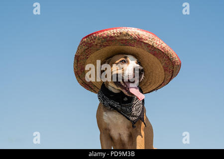 Schönen Hund in Mexican hat als im westlichen Stil Bandit der Gangster. Cute funny Staffordshire Terrier gekleidet in sombrero Hut wie Mexiko festliche Symbol Stockfoto