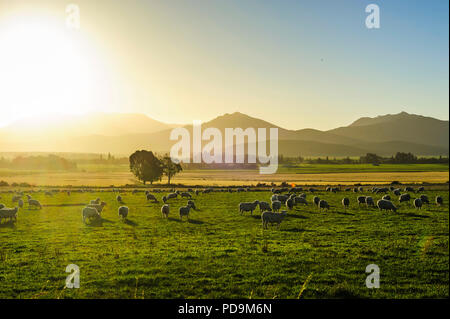 Schafe weiden bei Sonnenuntergang, in der Nähe von Queenstown, Südinsel, Neuseeland Stockfoto