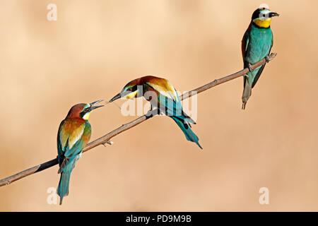 Drei Bienenfresser (Merops apiaster) mit Beute auf Zweig, Rheinland-Pfalz, Deutschland Stockfoto