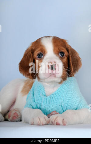 Irische Rot-weiße Setter, Welpe, 8 Wochen, hellblau Pullover liegen, studio Shot, Österreich Stockfoto