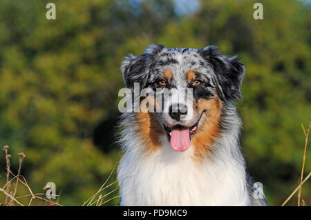 Australian Shepherd, blue merle, Mann, Tier Portrait, Österreich Stockfoto