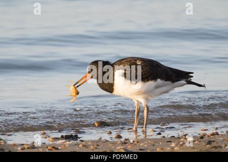 Eurasischen Austernfischer (Haematopus ostralegus), juvenile, mit erfassten Europäischen Grünen Krabben (Carcinus maenas), Insel Föhr Stockfoto