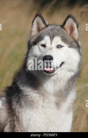 Siberian Husky Malamute Hälfte Rasse, männlich, 2 Jahre, Tier Portrait, Deutschland Stockfoto