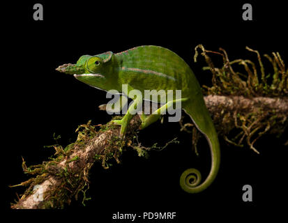 Petter's Chameleon (Furcifer petteri) auf Zweig, Regenwald, Madagaskar Stockfoto