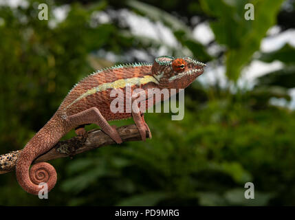 Panther chameleon (Furcifer pardalis) auf Zweig, Regenwald, Madagaskar, Madagaskar Stockfoto