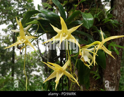 Darwin's Orchid (Angraecum sesquipedale) wächst auf Baumstamm, Regenwald, Ost Madagaskar, Madagaskar Stockfoto