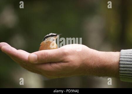 Vogel in der Handfläche (Red-breasted Kleiber (Sitta canadensis) (Vogel saß in someones Hand) (Vogel) (Hand feeding Vögel) Stockfoto