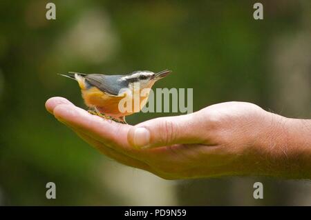 Vogel in der Handfläche (Red-breasted Kleiber (Sitta canadensis) (Vogel saß in someones Hand) (Vogel) (Hand feeding Vögel) Stockfoto