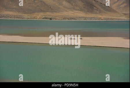 Kamele auf einer Sandbank am Emerald Lake Yashilkul, Pamir Highway, Tadschikistan. Stockfoto