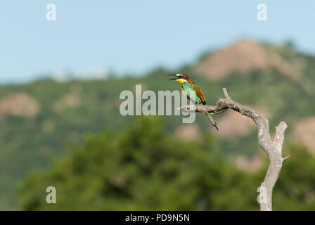 Europäische Bienenfresser sitzen auf einem toten Baum mit seinen Schnabel öffnen Stockfoto