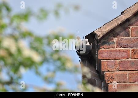 Eurasian collared dove Verschachtelung in ein Abflußrohr auf ein Haus (Vögel nisten in gutter) (Streptopelia decaocto) Stockfoto