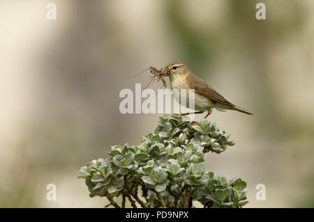 Fitis, Phylloscopus trochilus, Alleinstehenden auf Strauch thront mit großen Insekt in Rechnung. Aviemore, Schottland, Großbritannien. Stockfoto