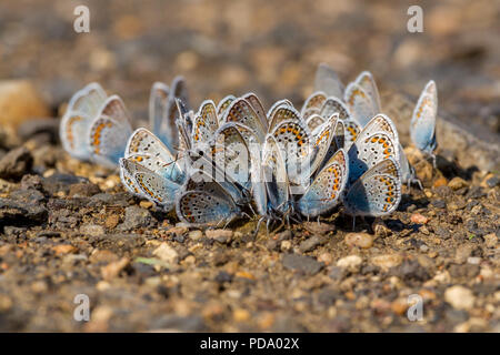 Viele gemeinsame blauer Schmetterling auf dem Boden Stockfoto