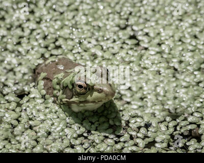 Frosch in einem Sumpf Stockfoto