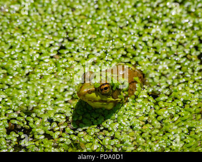 Frosch in einem Sumpf Stockfoto