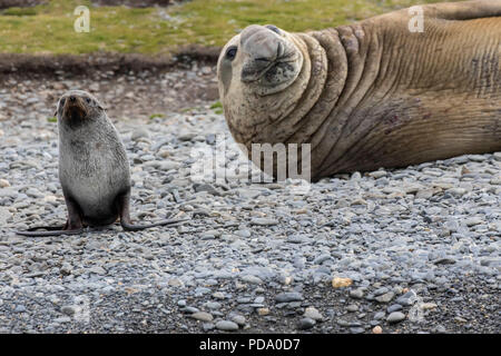 Junge Dichtung und Elephant Seal auf einem felsigen Strand im Süden Georgien Inseln Stockfoto