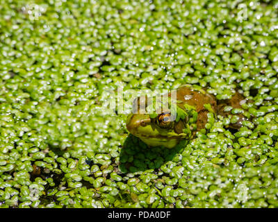 Frosch in einem Sumpf Stockfoto