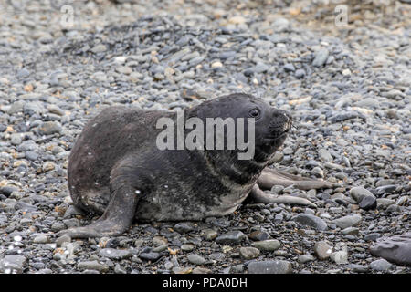 Junge Dichtung auf einem felsigen Ufer der South Georgia Island in der Antarktis Stockfoto