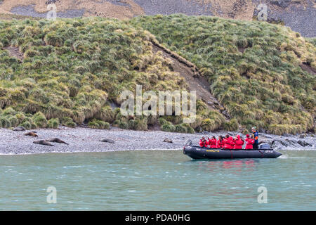 Touristen in einem Tierkreis entlang einem Strand mit Dichtungen in der South Georgia Inseln Stockfoto