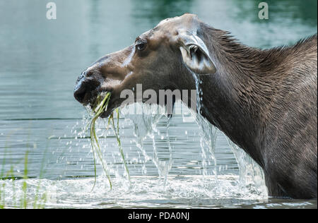 Nordamerika; USA; Alaska; Alaska Range Berge; Tierwelt; Säugetiere; Elch; Alces alces gigas; Kuh; Sommer; Fütterung im Teich Stockfoto