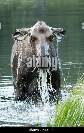 Nordamerika; USA; Alaska; Alaska Range Berge; Tierwelt; Säugetiere; Elch; Alces alces gigas; Kuh; Sommer; Fütterung im Teich Stockfoto