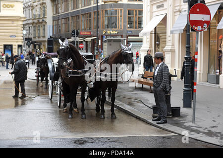 Pferde und Kutschen Kutschfahrten in Wien, Österreich Stockfoto