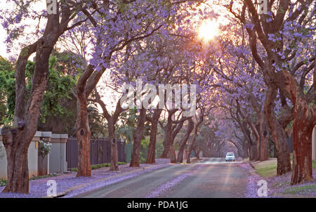 Blühende Bäume Jakaranda in Pretoria. Stockfoto