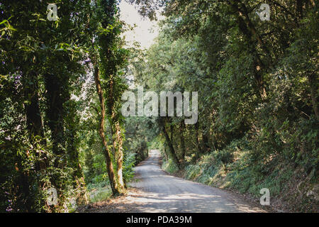 Eine ländliche, von Bäumen gesäumten Straße in Italien Stockfoto