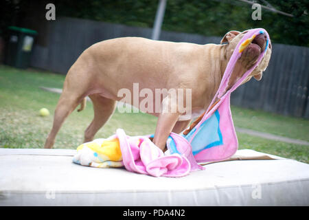 Eine braune junge Grube Stier Hund zieht ein rosa Handtuch auf eine weiße Matratze im Hinterhof Stockfoto