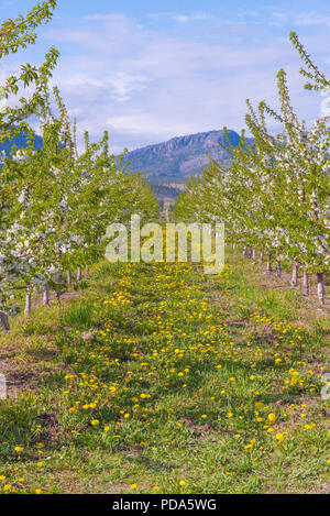 Löwenzahn blühen zwischen den Reihen der Apfelbäume in Apple Blüten mit Berg im Hintergrund Stockfoto