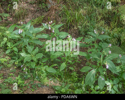 Exemplare der Himalayan Balsam/Impatiens gladulifera in einem ausgetrockneten Entwässerungsgraben während der Hitzewelle 2018 in Großbritannien. Invasive Unkräuter, die nassen Boden mag.