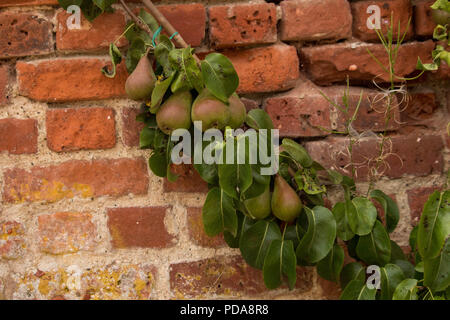 Pear Tree wächst auf einem alten Garten Wand, Großbritannien Stockfoto