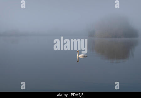 Misty Morning Schwan und See Stockfoto