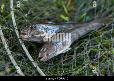 Süßwasser Groppe Fisch oder Schwarzmundgrundel Fische bekannt als Neogobius Melanostomus und Neogobius Fluviatilis Pallasi gerade aus dem Wasser genommen. Rohe Groppe Stockfoto